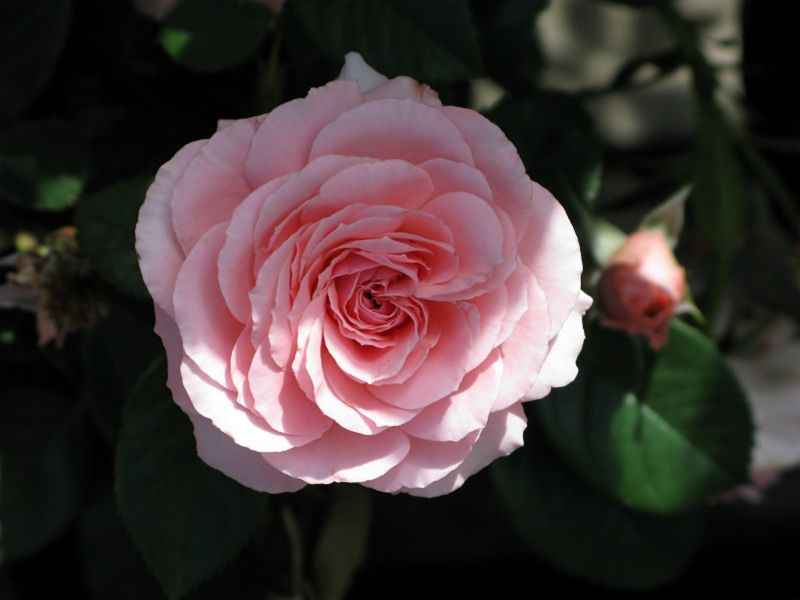  photo 2SexyRexyatsummerwindsIMG_1267800wide_zpsbf155b61.jpg